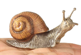 Snail