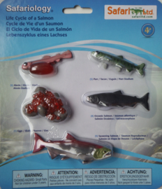 Salmon Life Cycle