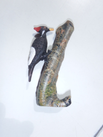 Noord-Amerikaanse helmspecht – Pileated Woodpecker