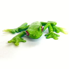 Ankafana Bright-eyed frog  Colorata