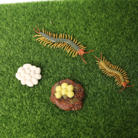 Centipede lifecycle