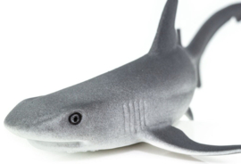 Whitetip Reef Shark   S100100
