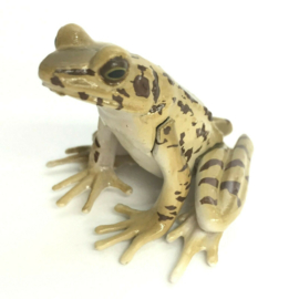 Ryukyu tip-nose frog