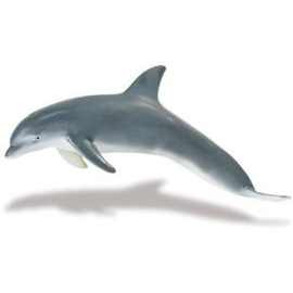 Bottlenose Dolphin  ( Monterey Bay Aquarium )