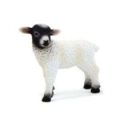 Blackface  sheep lamb  Mojo 387059