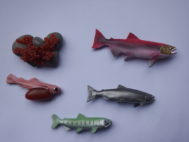 Salmon lifecycle