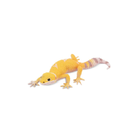 Leopard Gecko Toymany