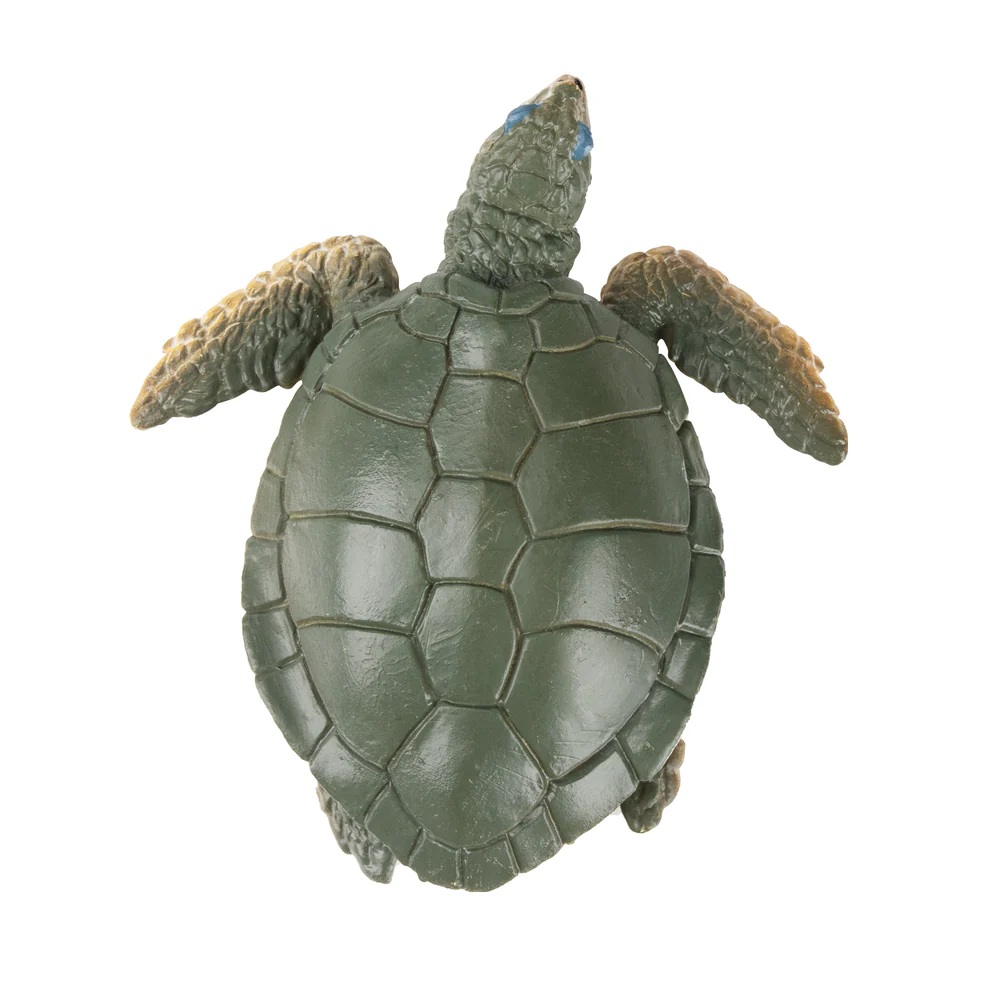 Australian flatback sea turtle  Toymany