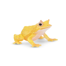 Solomon Island leaf frog  Toymany