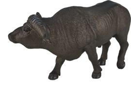 Kaapse buffel  Mojo 387111