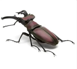 Sawtooth stagbeetle