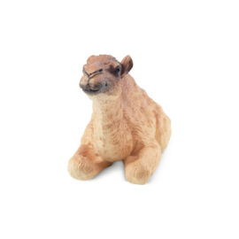 Dromedary  Camel Calf Toymany