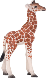 Giraffe kalf Mojo 380134