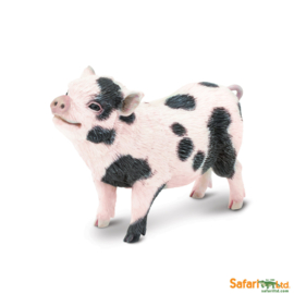 Pot-bellied pig  S266029