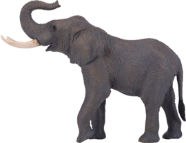 African elephant  Mojo 381005