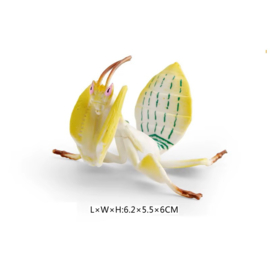Orchidee praying mantis  (Hymenopus coronatus)