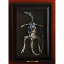 Compsognathus  Victorian Goth Stained Dissection Specimen 160727