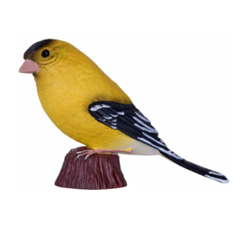 American goldfinch Mojo 381111