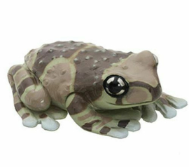 Amazonian milk frog  Colorata