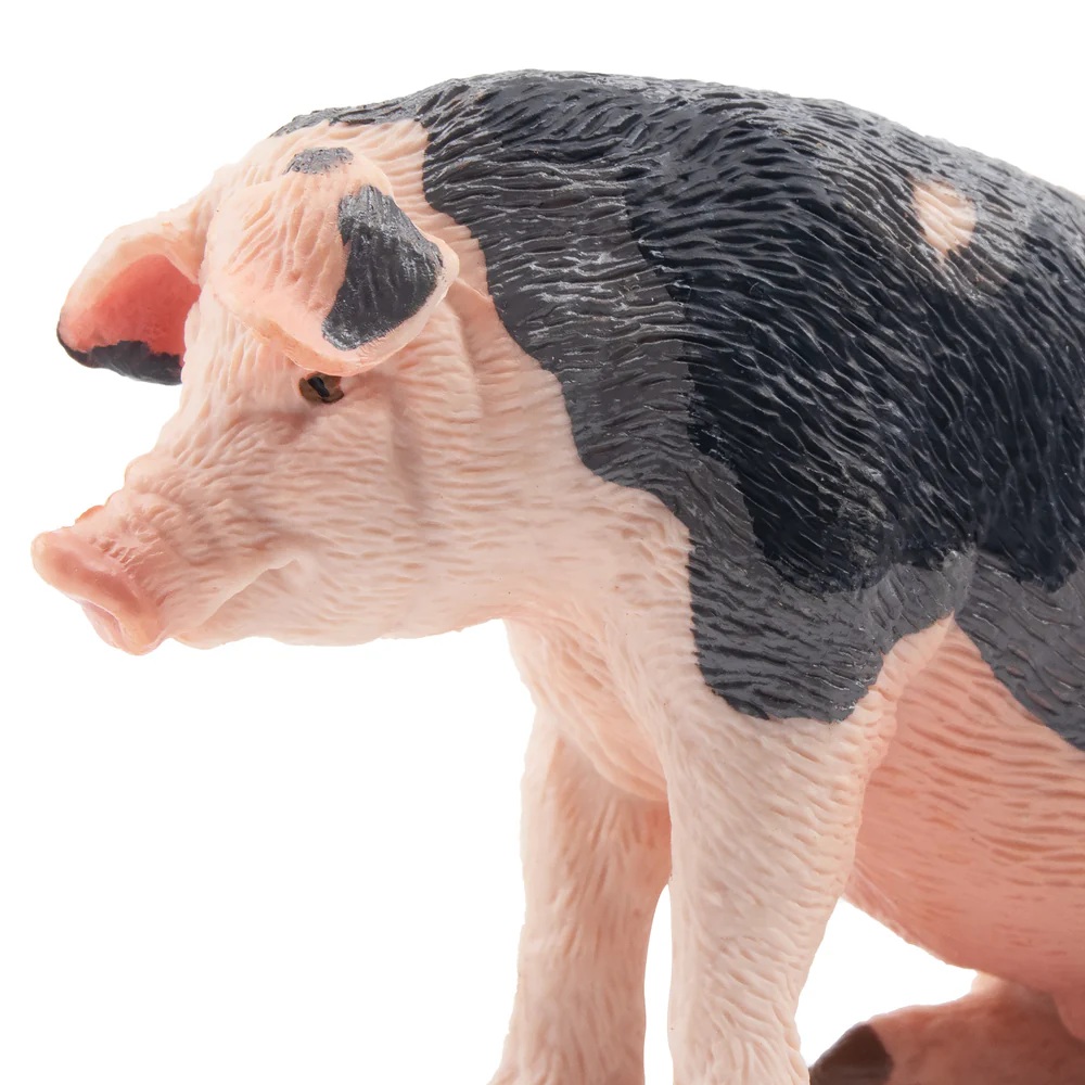 Male Pietrain Pig  Toymany