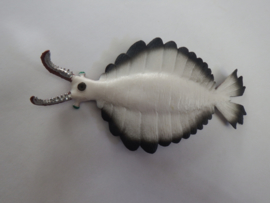 Anomalocaris