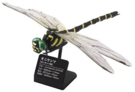 Libelle   Anotogaster sieboldii