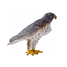 Peregrin falcon  Mojo 381056