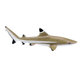 Blacktip Reef Shark   S200029