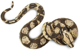 Boa constrictor S 266529