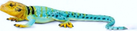 Collared lizard  S271029