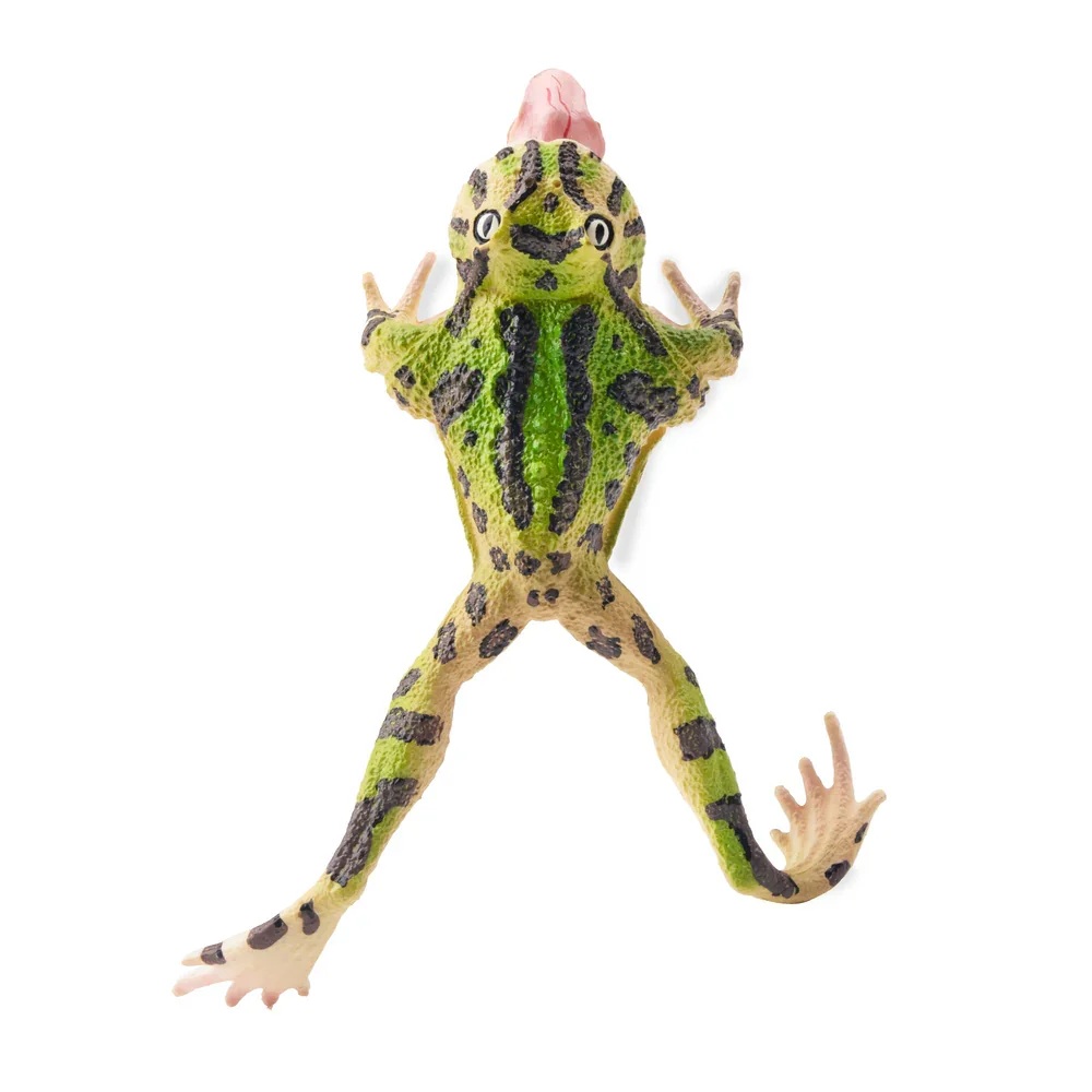 Surinam horned frog Toymany