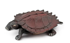 Spiny turtle  small