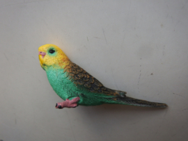 Budgerigar