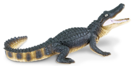 Alligator S276429