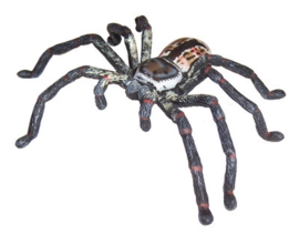 Huntsman spider Science and Nature