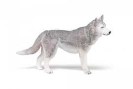 Siberische husky Papo 54035