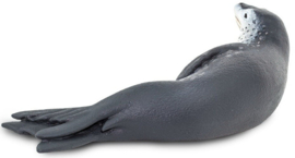 Leopard Seal   S100129