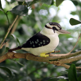 Kookaburra  merkloos