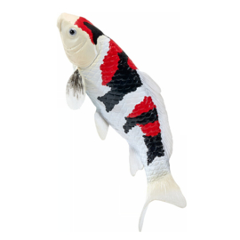 Koi karper Showa Sanshoku Mojö 381103