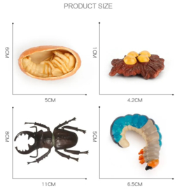 Vliegend Hert  type 2 levenscyclus