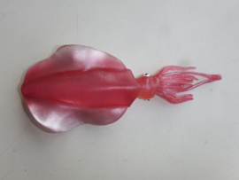 Squid  red