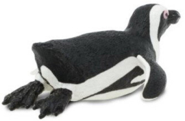 South African Penguin  S220529
