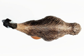 Emoe  (male)   Southland Replica's