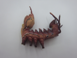 Stauropus fagi  (de eekhoornvlinder)