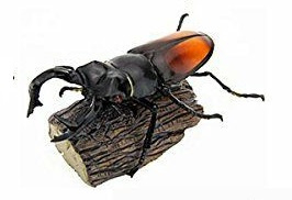 Parry's stag beetle  Colorata