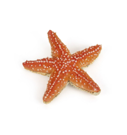 Starfish Papo 56050
