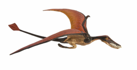 Rhamphorhynchus Safari 300329