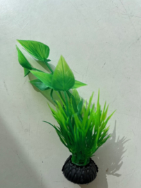 Waterplant A