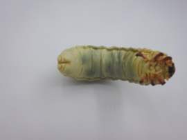 Dorcus hopei binodulosus (larve)