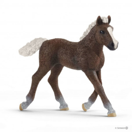 Schwarzwalder foal Schleich 13899